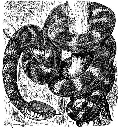 蛇圖畫 陽台風水樹